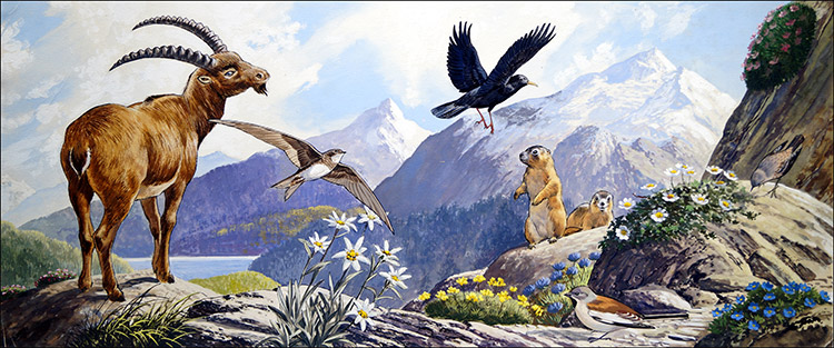 Wildlife of Central Europe (Original) by G W Backhouse Art at The Illustration Art Gallery