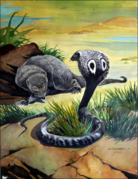 Mongoose Versus Cobra (Original) (Signed)