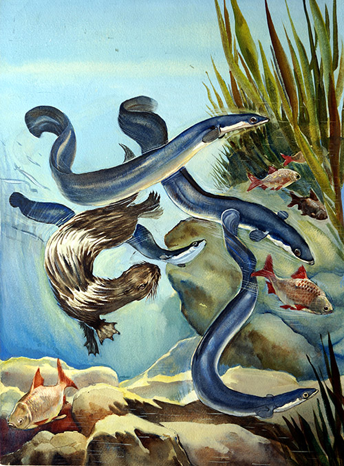 The Eels Amazing Journey (Original) by G W Backhouse Art at The Illustration Art Gallery