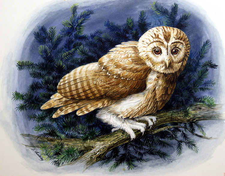 Tawny Owl (Original) (Signed) by John F Chalkley at The Illustration Art Gallery