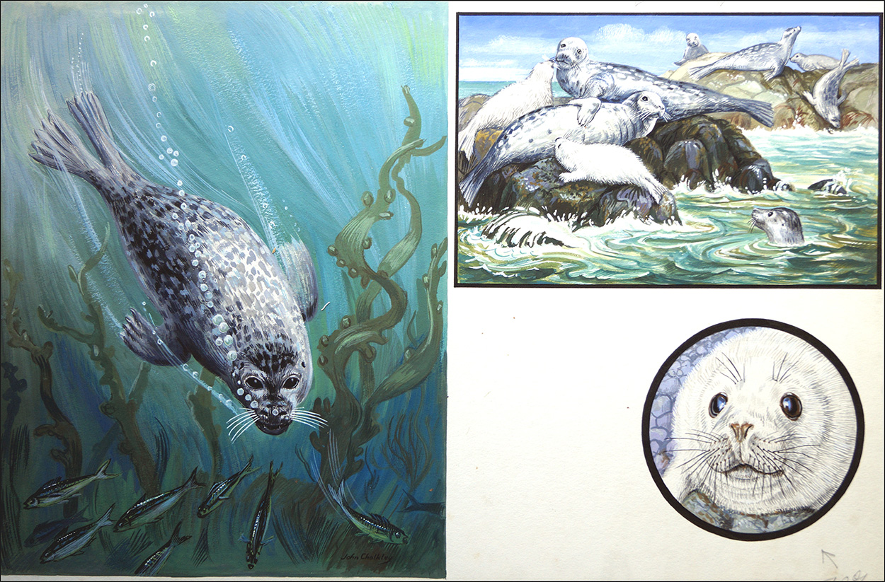 Common or Grey Seal (Original) (Signed) art by John F Chalkley at The Illustration Art Gallery