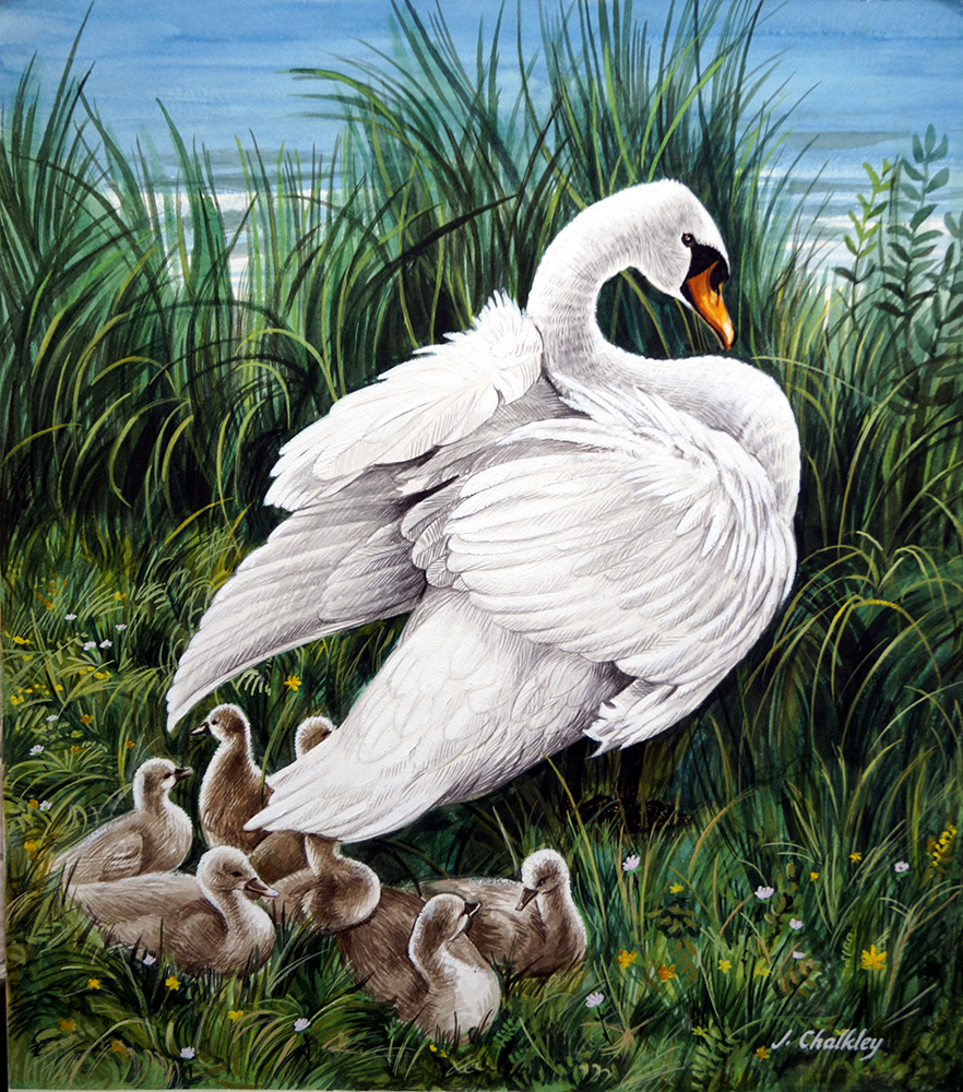 A Swan and her Cygnets (Original) (Signed) art by John F Chalkley at The Illustration Art Gallery