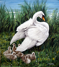 A Swan and her Cygnets (Original) (Signed)