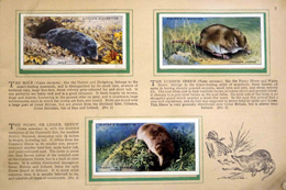Complete Set of 50 Animals of the Countryside Cigarette cards in album (1939) at The Book Palace