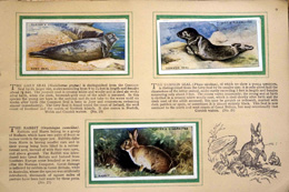 Cigarette cards in album: Set of 50 Animals of the Countryside (50 cards) 