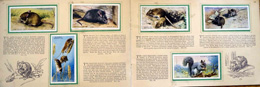 Cigarette cards in album: Set of 50 Animals of the Countryside (50 cards) 