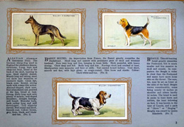 Complete Set of 50 Dogs Cigarette cards in album (1931) at The Book Palace