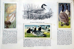 Cigarette cards in album: Set of 50 Wild Birds in Britain (50 cards) 