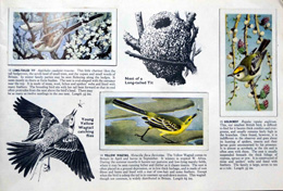 Cigarette cards in album: Set of 50 Wild Birds in Britain (50 cards) 