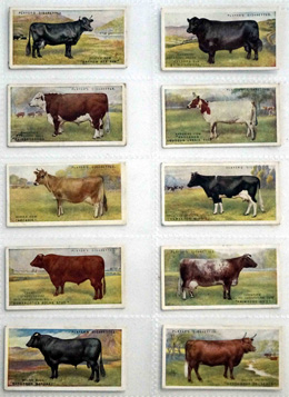 Full Set of 25 Cigarette Cards: British Livestock (1915) at The Book Palace