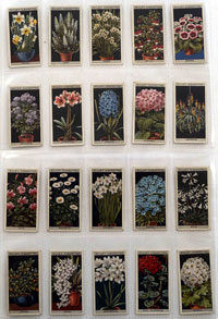Flower Culture in Pots: Full Set of 50 Cigarette Cards (1925)