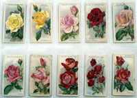 Roses: Full Set of 50 Cigarette Cards (1912)