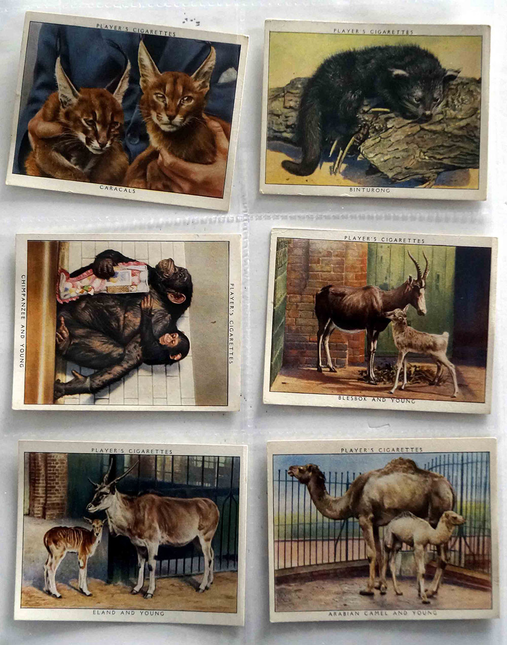 Full Set of 25 Cigarette Cards: Zoo Babies (1938) art by Natural History (Wildlife) at The Illustration Art Gallery