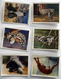 Full Set of 25 Cigarette Cards: Zoo Babies (1938) 