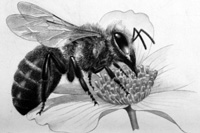 Honey Bee Taking Nectar (Original)