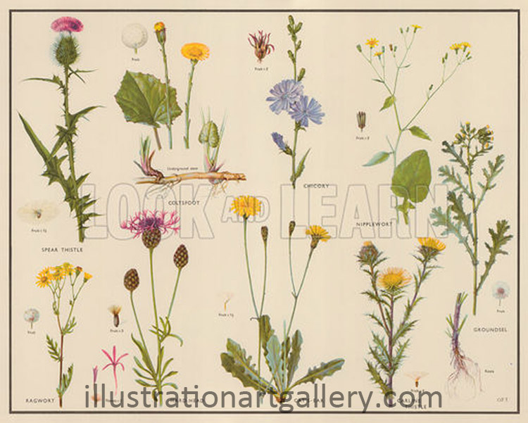 Daisy Family (Original Macmillan Poster) (Print) by Dorothy Fitchew at The Illustration Art Gallery