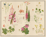Miscellaneous Plant Families (Original Macmillan Poster) (Print) art by Dorothy Fitchew at The Illustration Art Gallery