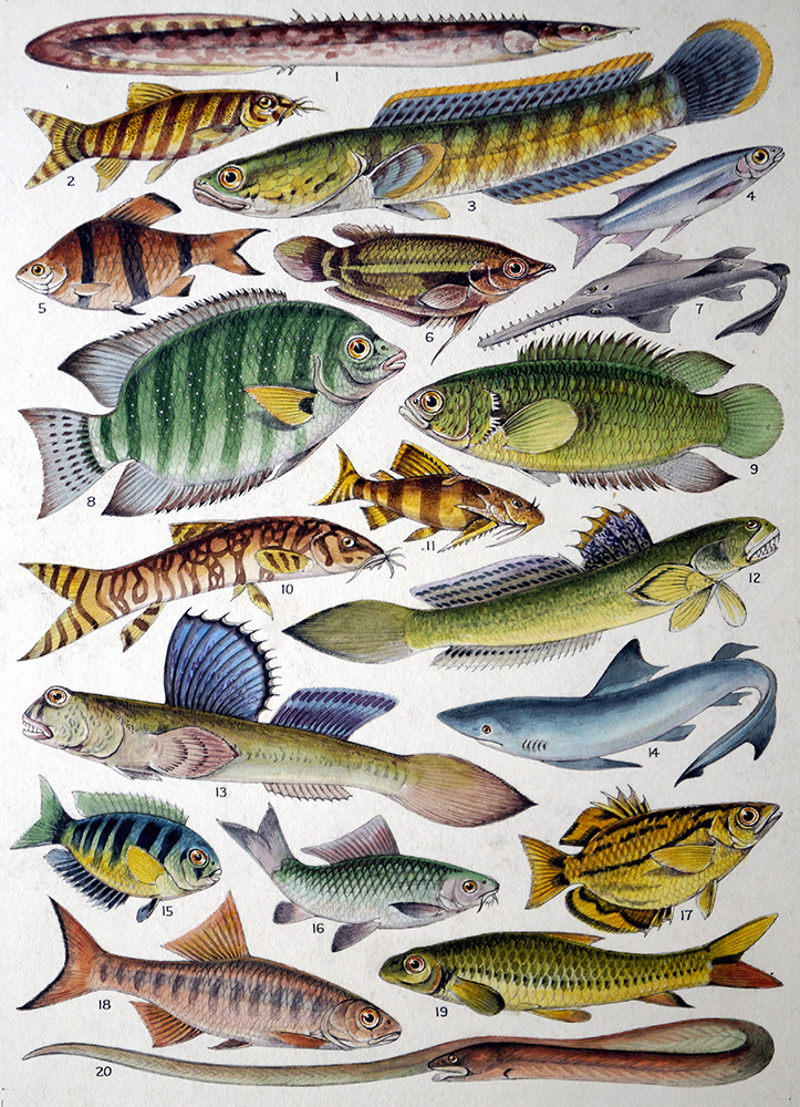 Fresh Water Fishes of the Empire - Indian (Original) art by James Green Art at The Illustration Art Gallery