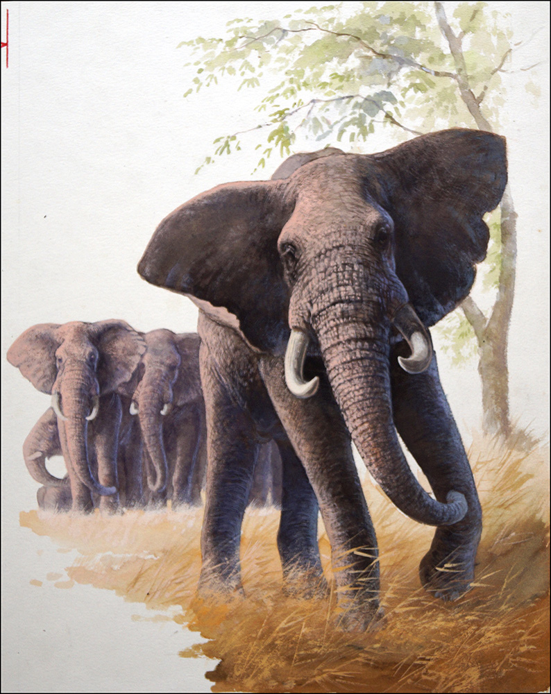 Bull Elephant Looking After Baby (Original) art by Bob Hersey Art at The Illustration Art Gallery