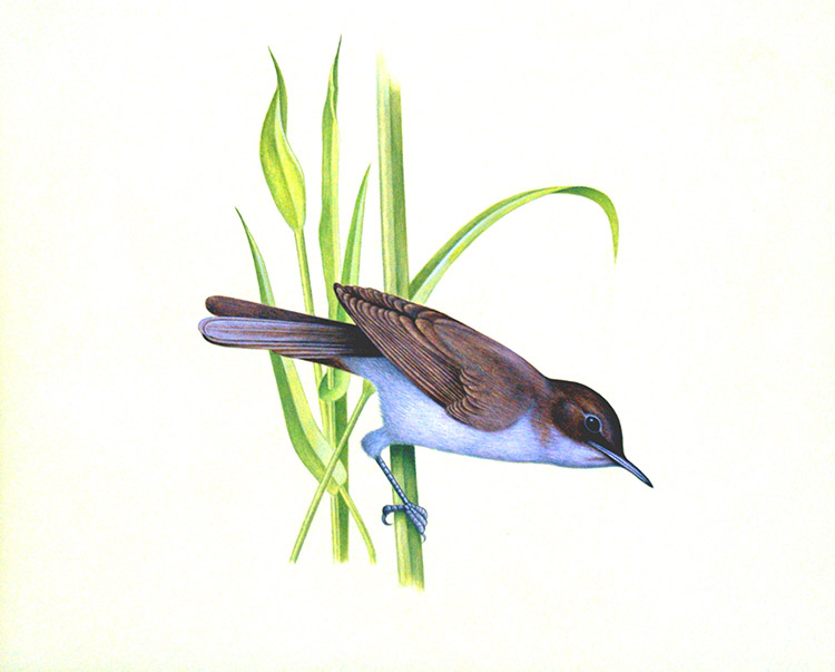 Reed Warbler (Original) by Michael Hopkins at The Illustration Art Gallery