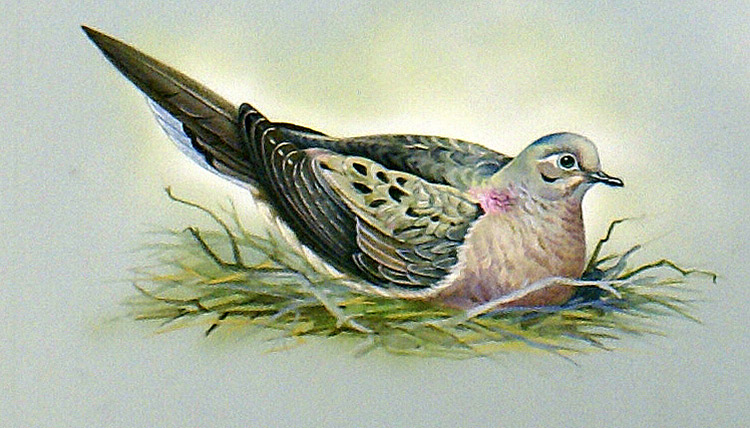 Mourning Dove (North America) (Original) by Bert Illoss Art at The Illustration Art Gallery
