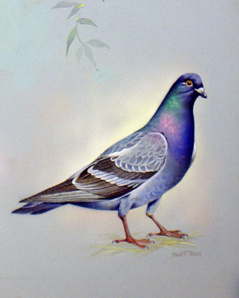 Rock Dove (North America) (Original) (Signed) art by Bert Illoss Art at The Illustration Art Gallery