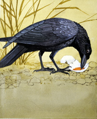 Carrion Crow (Original)