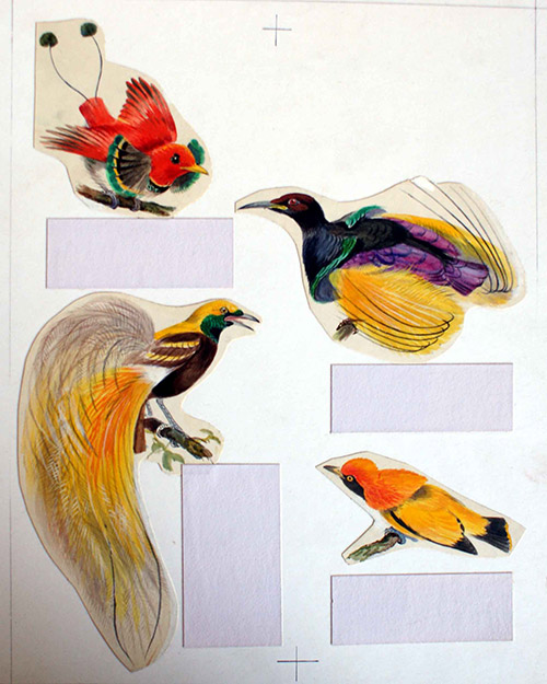 Four Birds of Paradise (Original) by Bernard Long Art at The Illustration Art Gallery