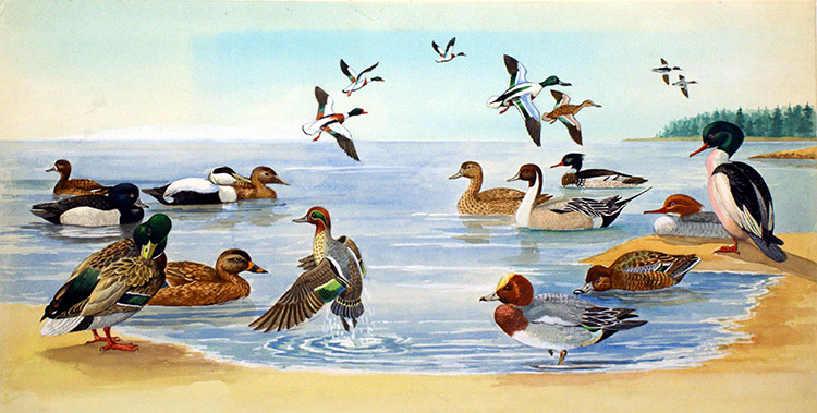 Nature Scene with Ducks (Original) by Bernard Long Art at The Illustration Art Gallery