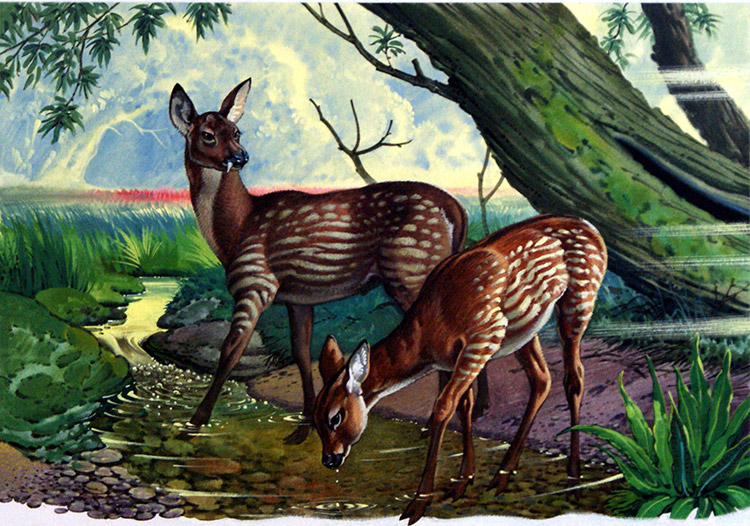 Palaeomeryx Kaupi (Original) by Bernard Long Art at The Illustration Art Gallery