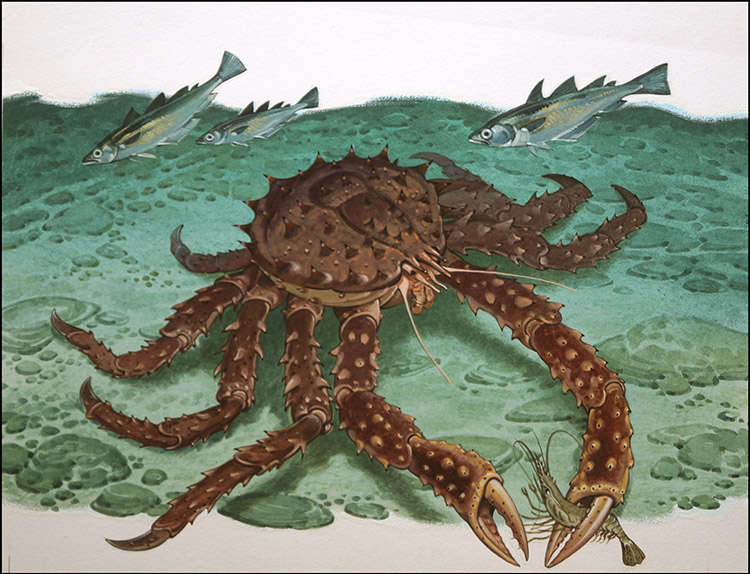 King Crab (Original) by Bernard Long Art at The Illustration Art Gallery