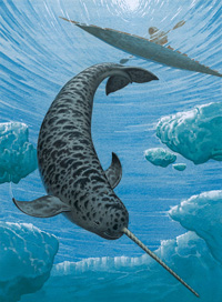 The Narwhal (Original)