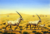 Arabian Oryx (Original)