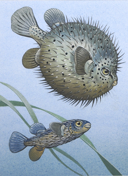 The Porcupine Fish (Original) by Bernard Long Art at The Illustration Art Gallery