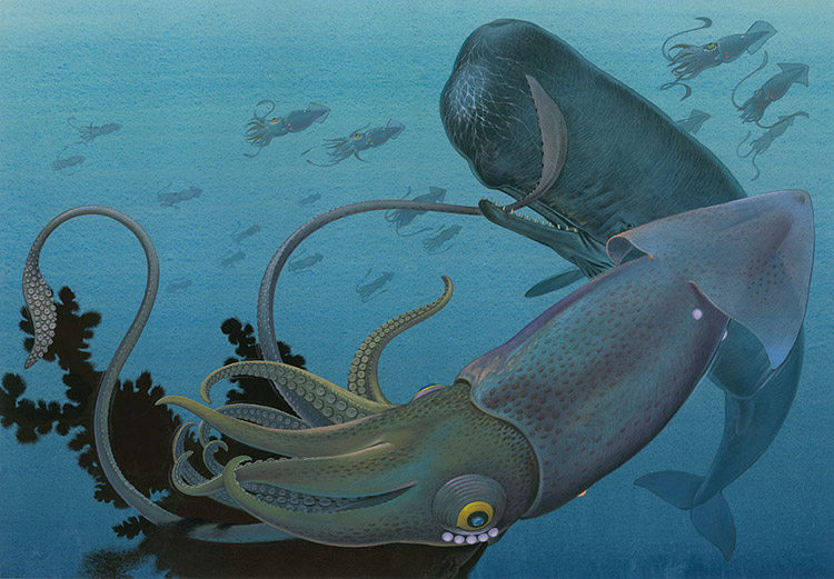 Sperm Whale and Giant Squid (Original) by Bernard Long Art at The Illustration Art Gallery