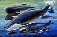 The Whale Family (Original)