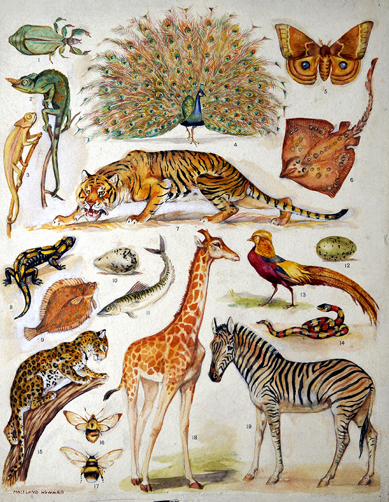 Coloration of Animals (Original) (Signed) art by Margaret Maitland Howard Art at The Illustration Art Gallery