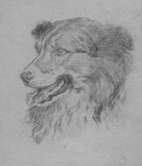 Sketch of a Dog (Original)
