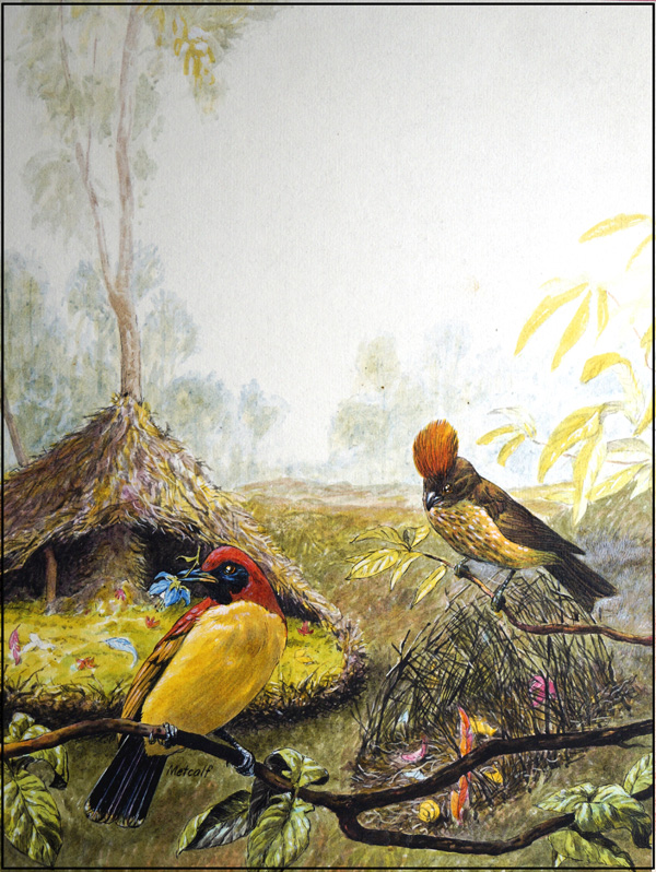 Bowerbirds (Original) (Signed) by Peter Metcalf Art at The Illustration Art Gallery