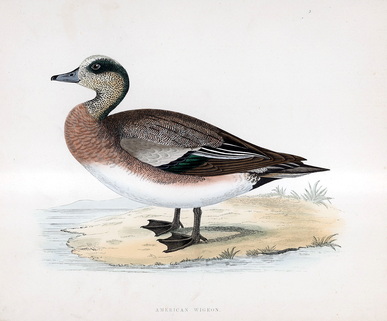 American Wigeon - hand coloured lithograph 1891 (Print) art by Beverley R Morris at The Illustration Art Gallery