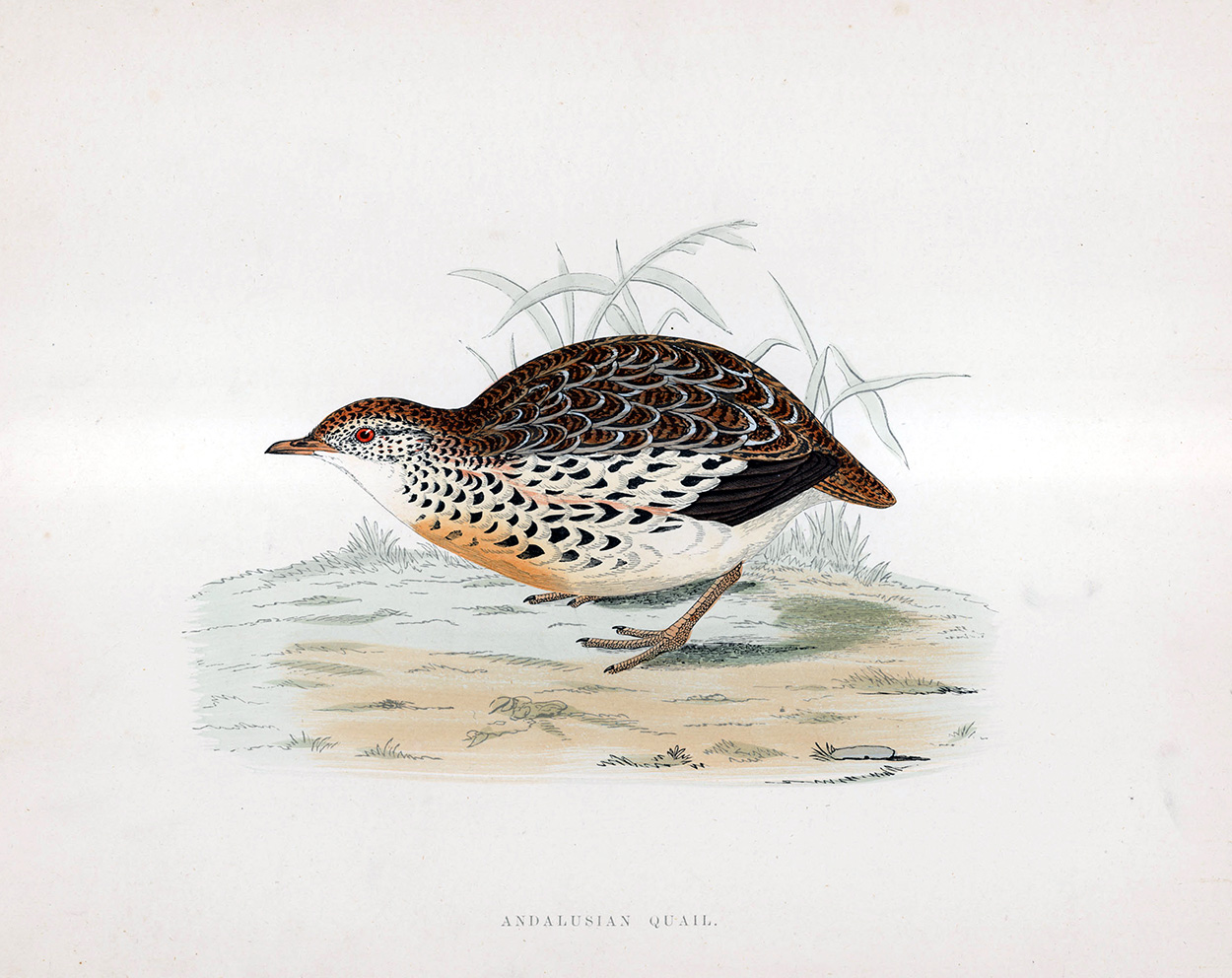 Andalusian Quail - hand coloured lithograph 1891 (Print) art by Beverley R Morris at The Illustration Art Gallery