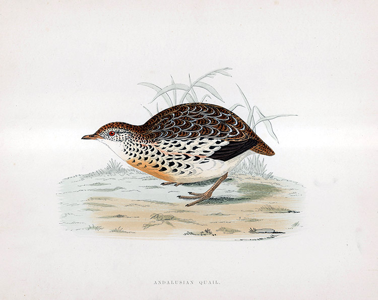 Andalusian Quail - hand coloured lithograph 1891 (Print) by Beverley R Morris at The Illustration Art Gallery
