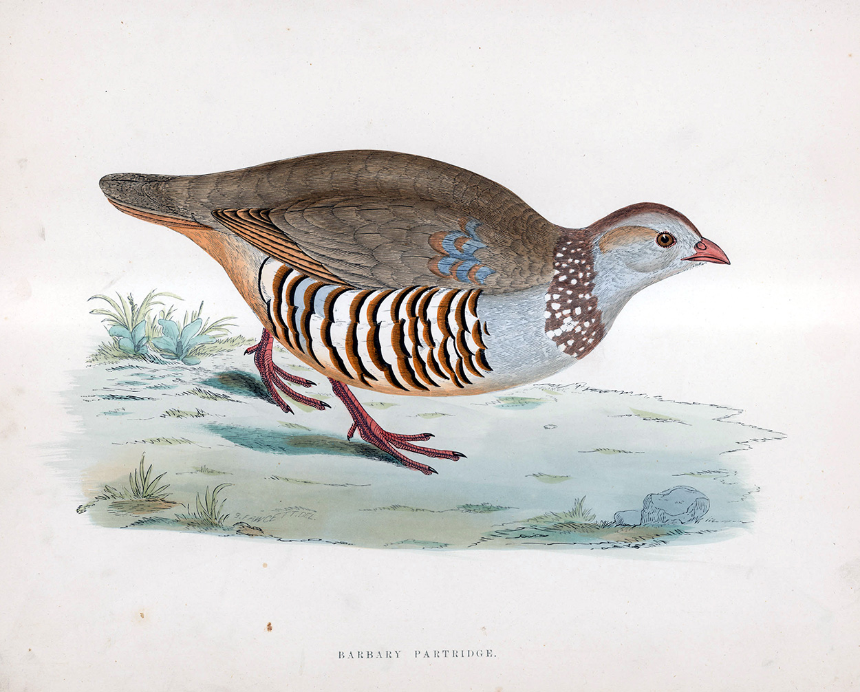 Barbary Partridge - hand coloured lithograph 1891 (Print) art by Beverley R Morris at The Illustration Art Gallery