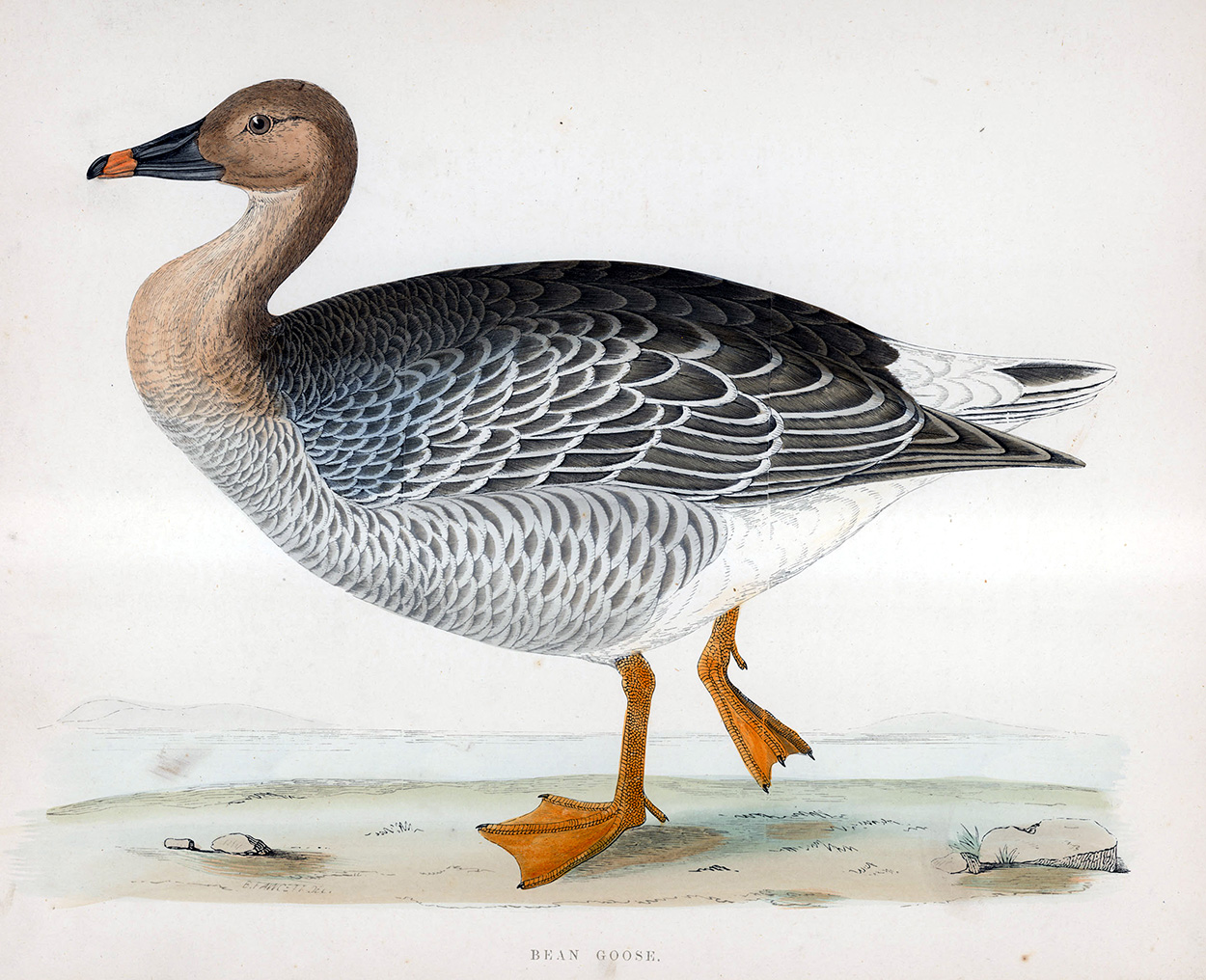 Bean Goose - hand coloured lithograph 1891 (Print) art by Beverley R Morris at The Illustration Art Gallery