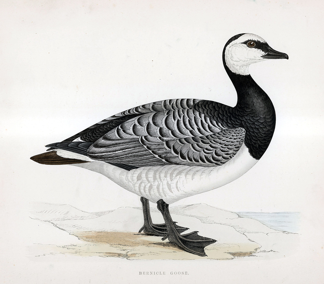 Bernicle Goose - hand coloured lithograph 1891 (Print) art by Beverley R Morris Art at The Illustration Art Gallery