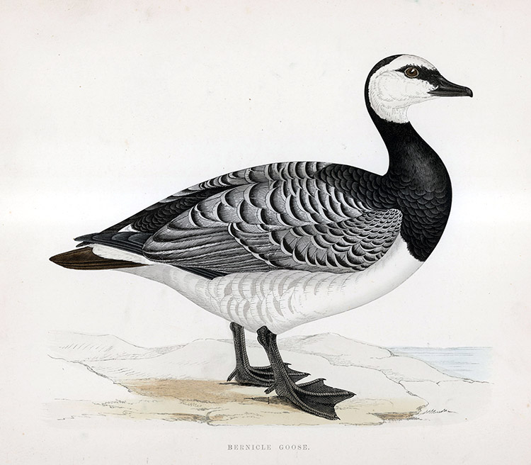 Bernicle Goose - hand coloured lithograph 1891 (Print) by Beverley R Morris at The Illustration Art Gallery