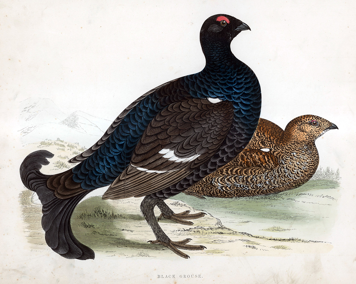 Black Grouse - hand coloured lithograph 1891 (Print) art by Beverley R Morris at The Illustration Art Gallery