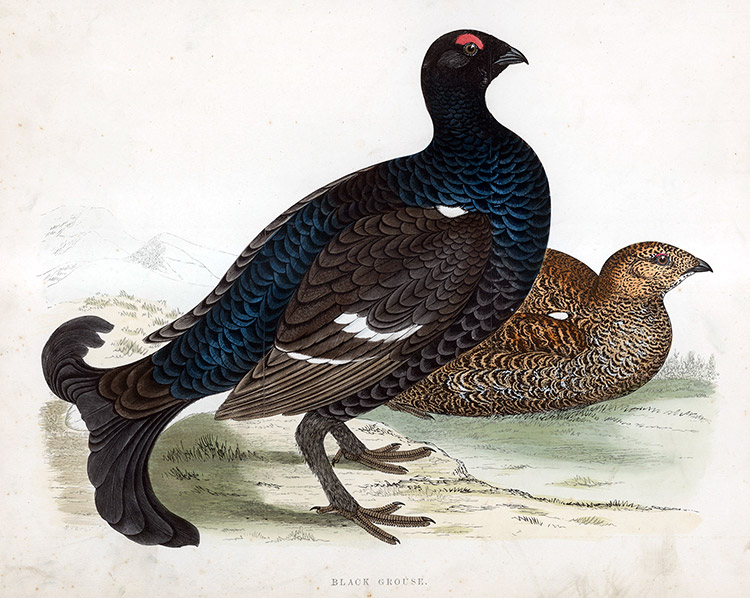 Black Grouse - hand coloured lithograph 1891 (Print) by Beverley R Morris at The Illustration Art Gallery