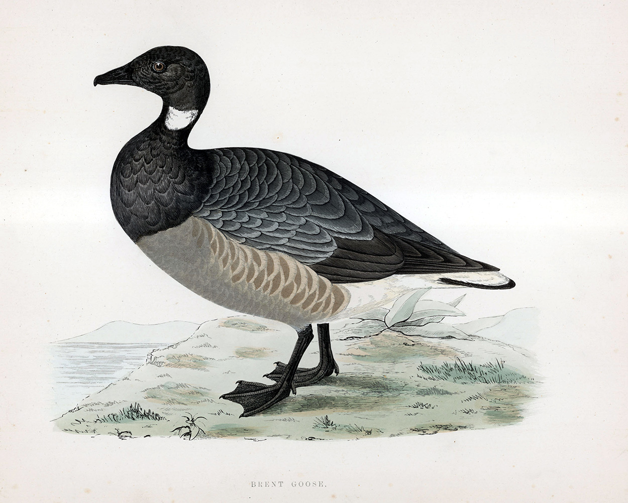 Brent Goose - hand coloured lithograph 1891 (Print) art by Beverley R Morris Art at The Illustration Art Gallery