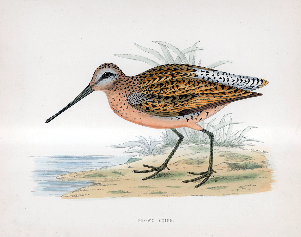 Brown Snipe - hand coloured lithograph 1891 (Print) art by Beverley R Morris Art at The Illustration Art Gallery